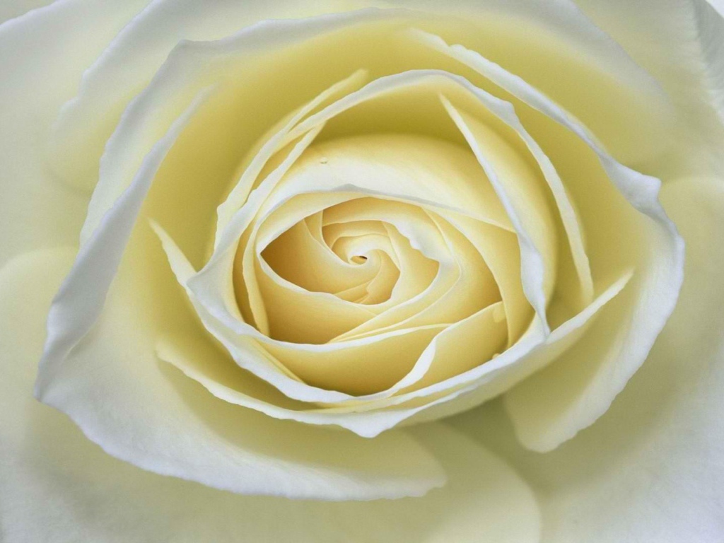 Белая роза крупным планом