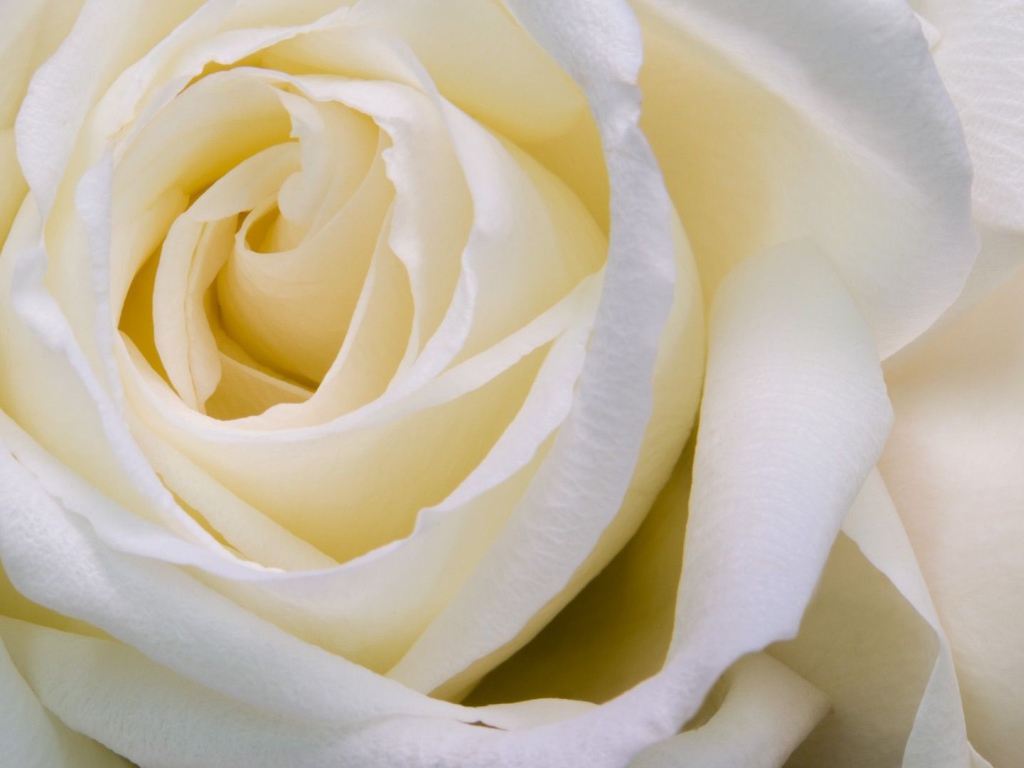 Белые розы крупным планом