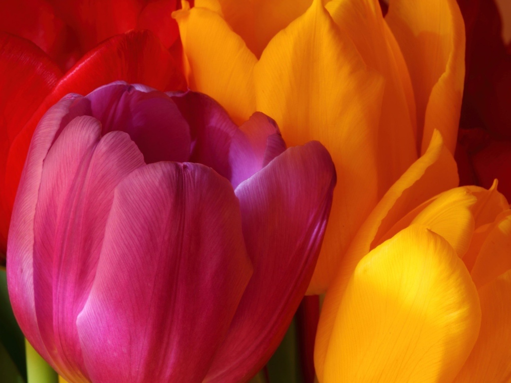 Желтые и красные тюльпаны