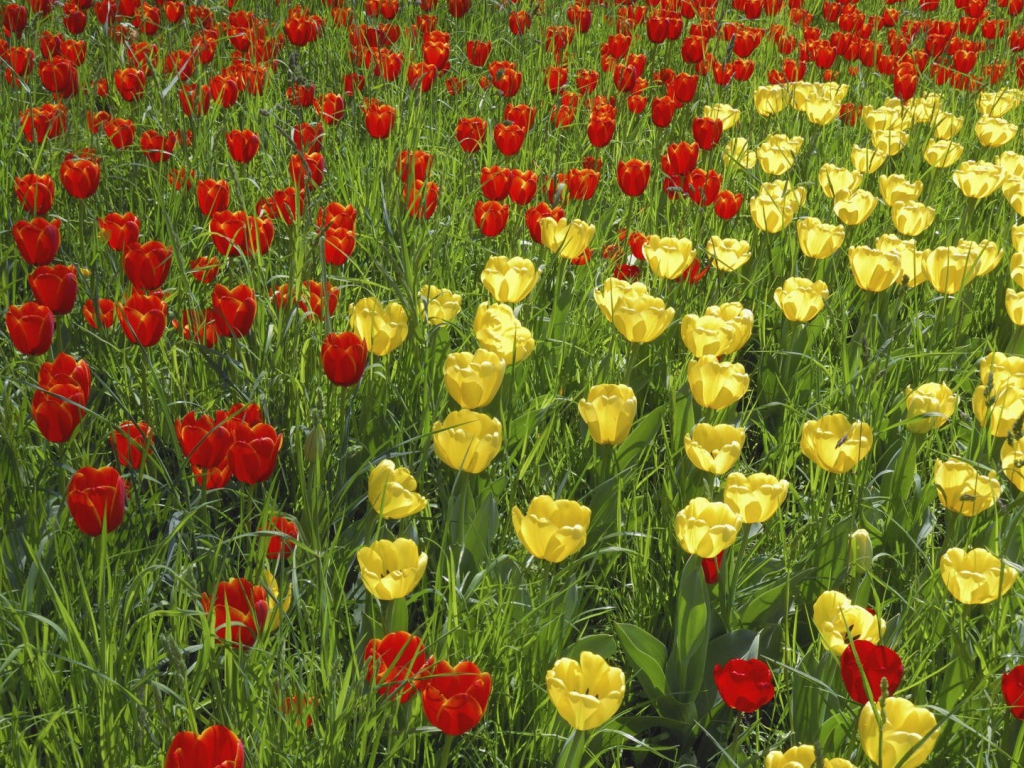 Желтые и красные тюльпаны на поле