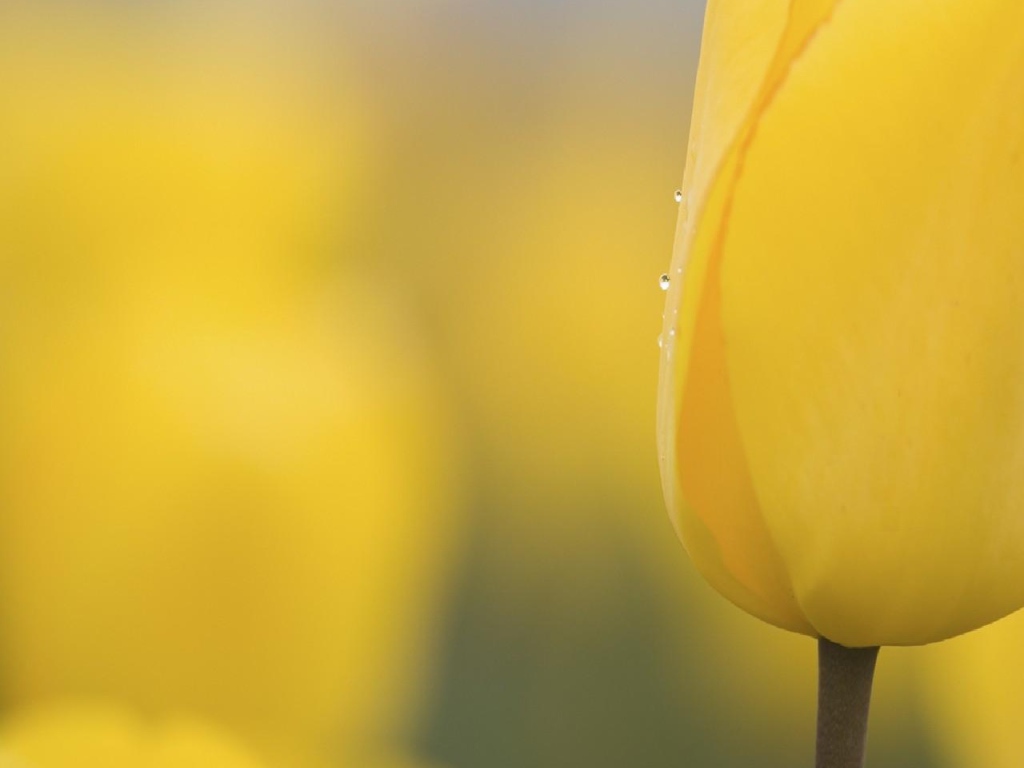 Желтый бутон