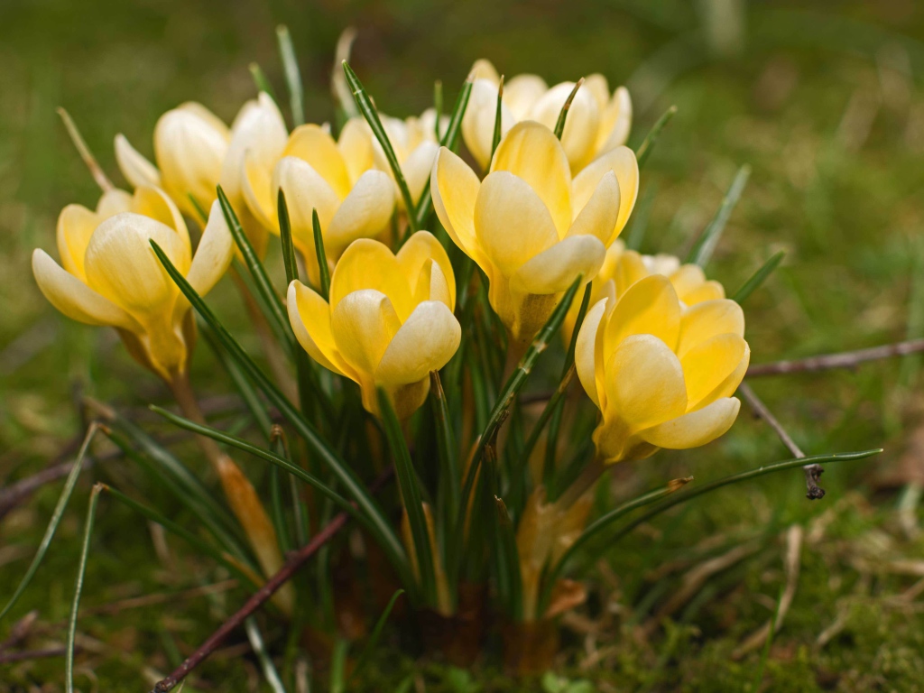 Желтые крокусы на поляне