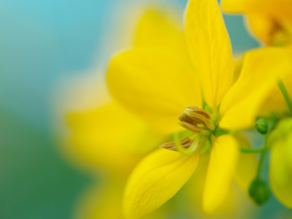 Желтый цветок на размытом фоне
