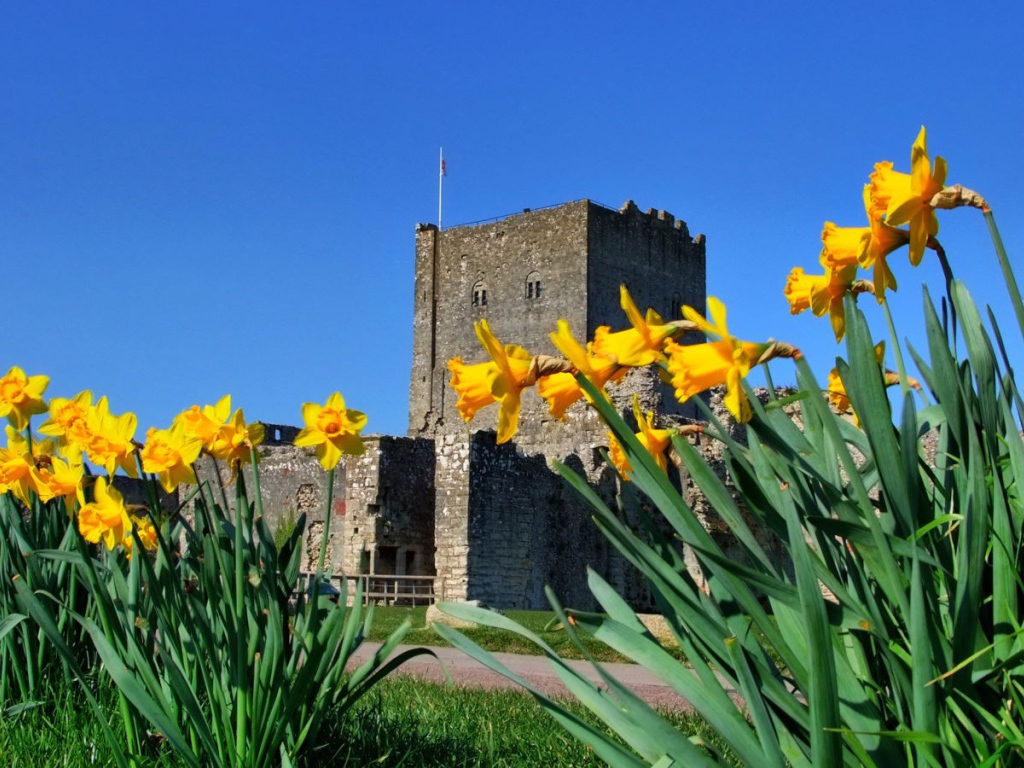 Желтые цветы у крепости