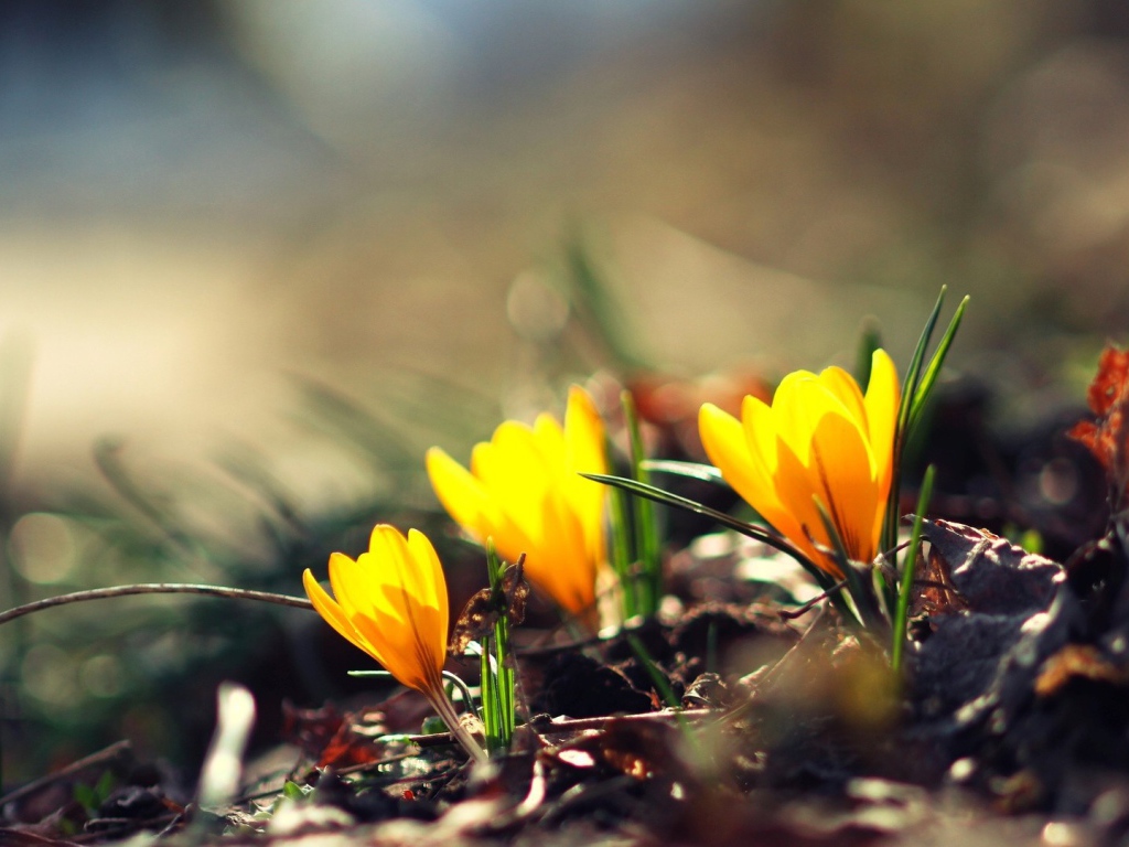 Жёлтые фонари