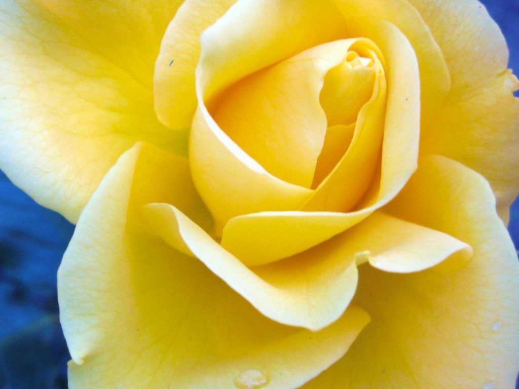 Жёлтая роза на синем фоне