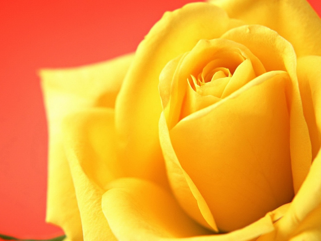 Жёлтая роза на красном фоне