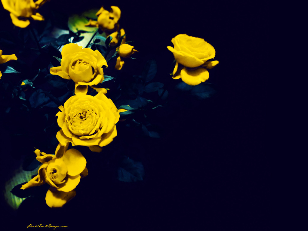Жёлтые розы на тёмно-синем фоне