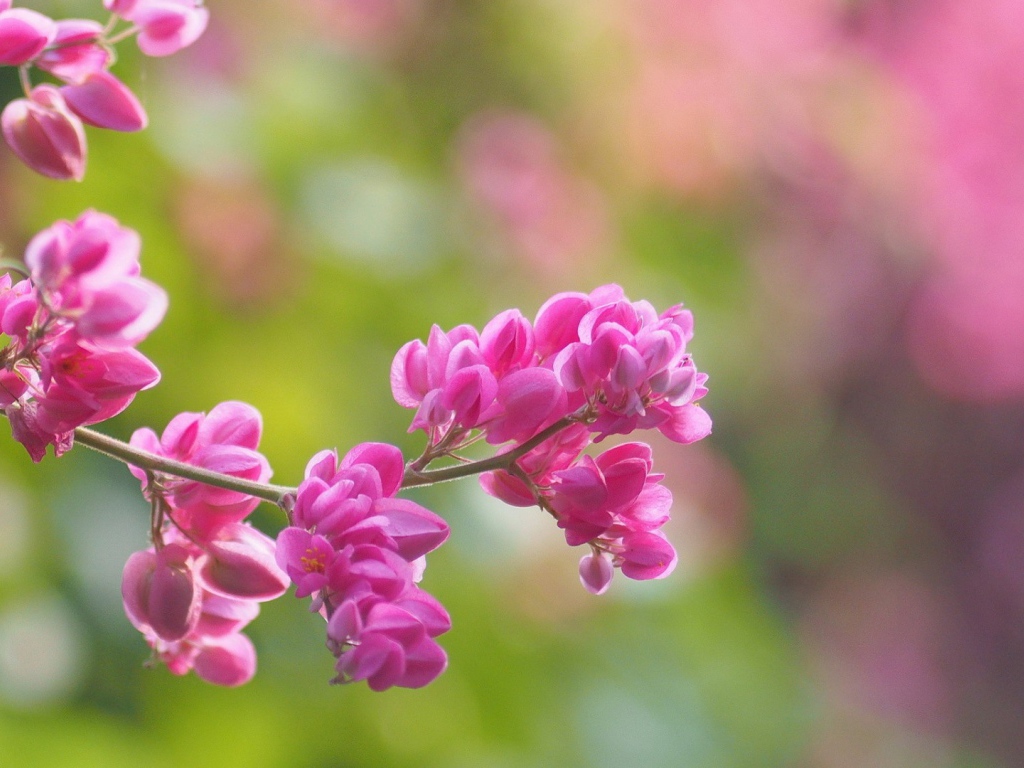 Молодая сакура