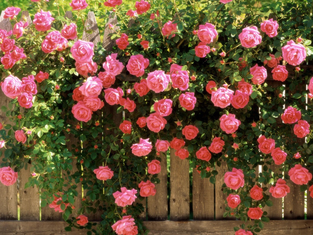 Цветущий забор