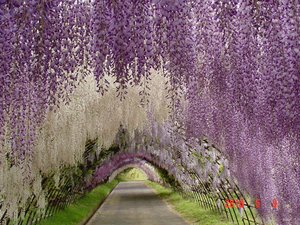	 The hanging garden in Japan