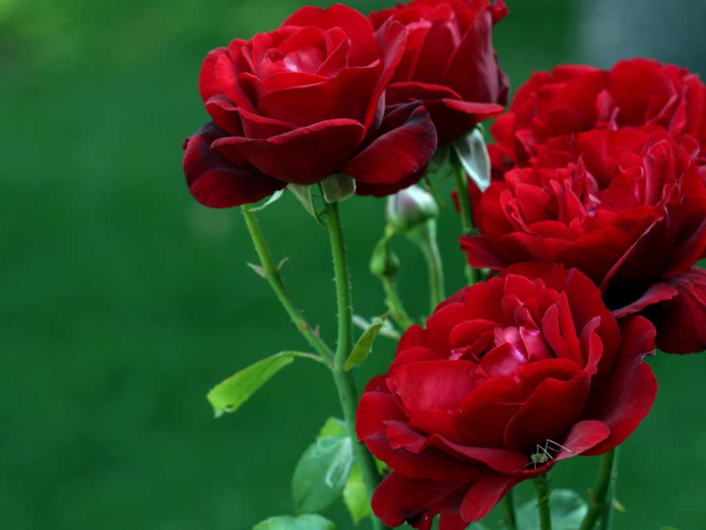 Букет красных роз на зеленом фоне