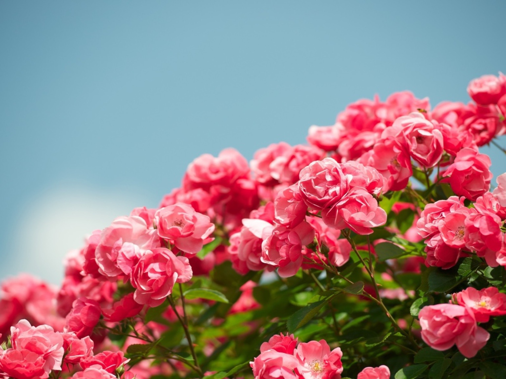 Куст розовых цветков