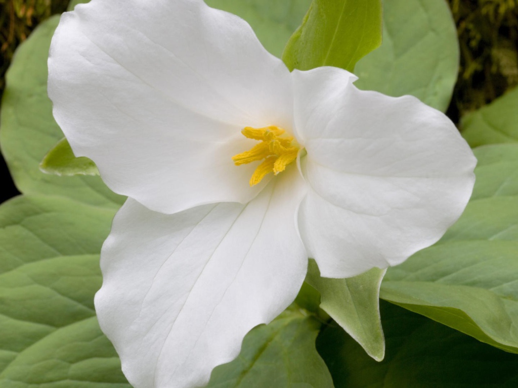 Цветок триллиум