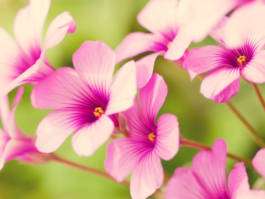 Цветы Вербена