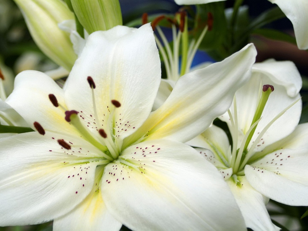 Большие белые лилии