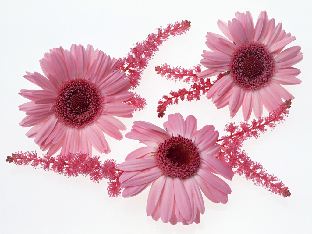 Розовые цветы с ветками