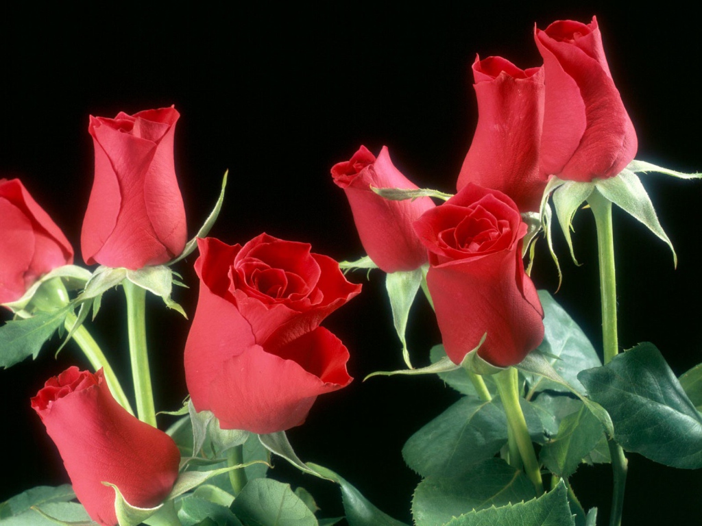 Бутоны красных роз