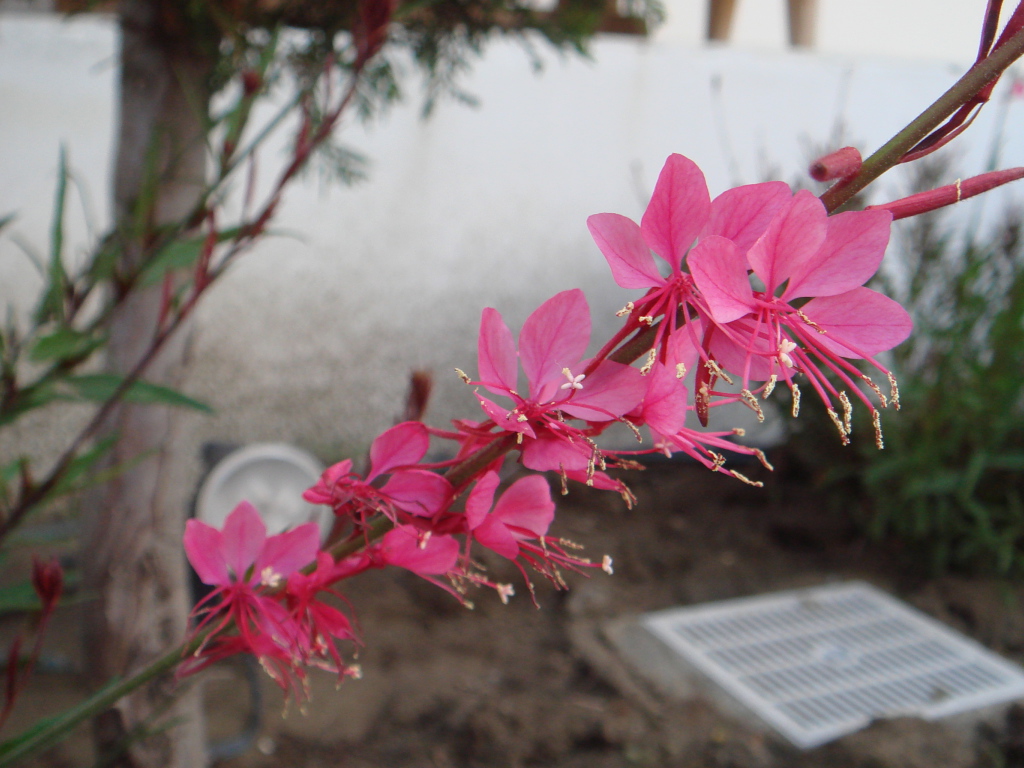 Ветка с розовыми цветками