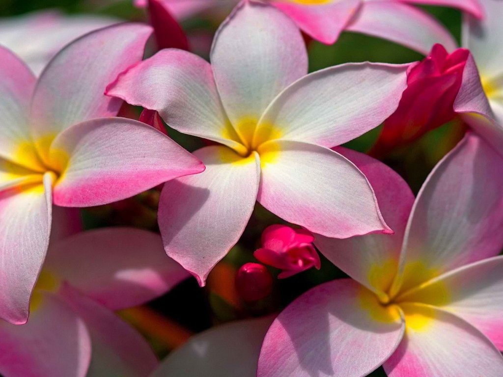 Цветущая Плюмерия