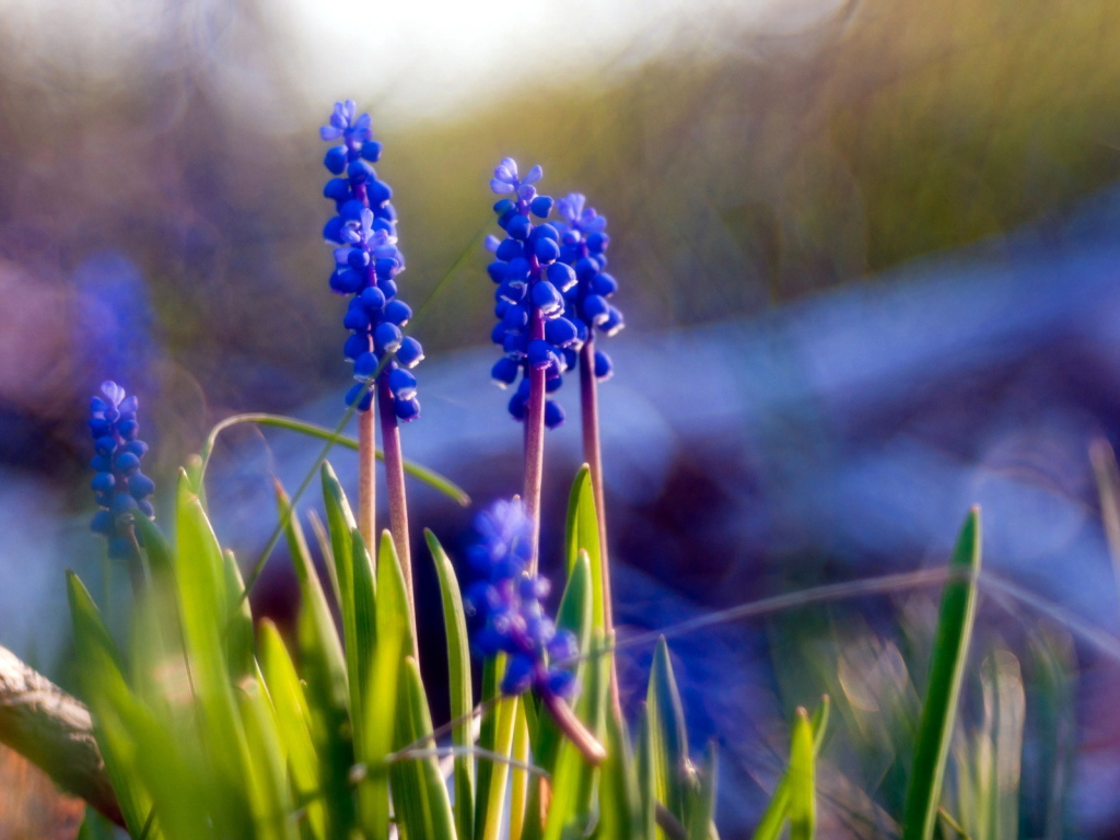 Синие цветы мускари