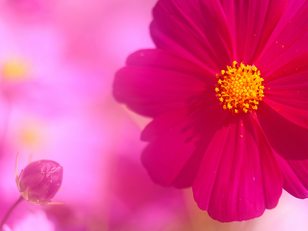 Бутон и цветок космеи