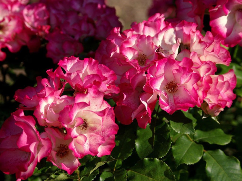 Кусты розовых цветов