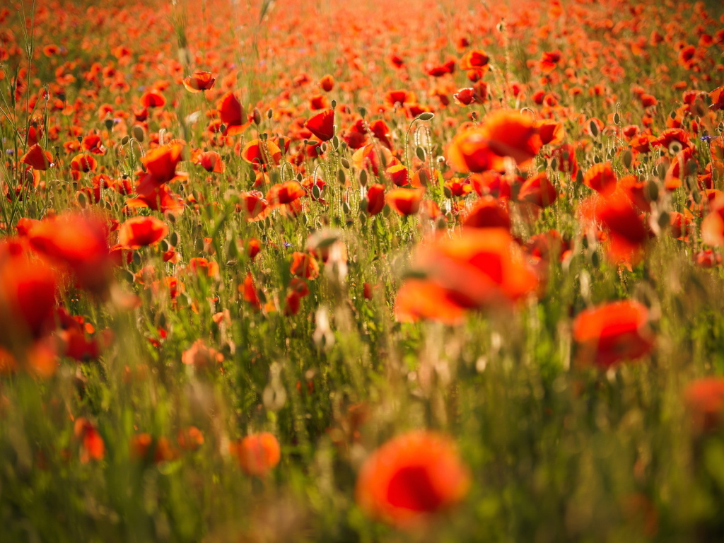 Поле красных маков