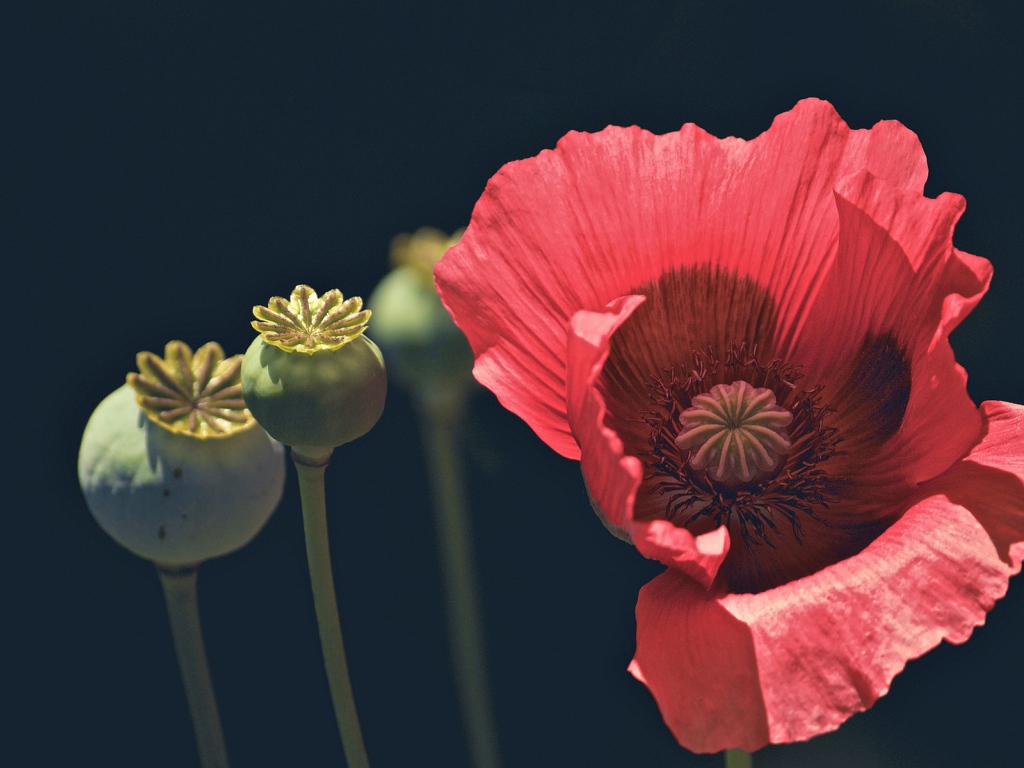 Цветок и головки мака