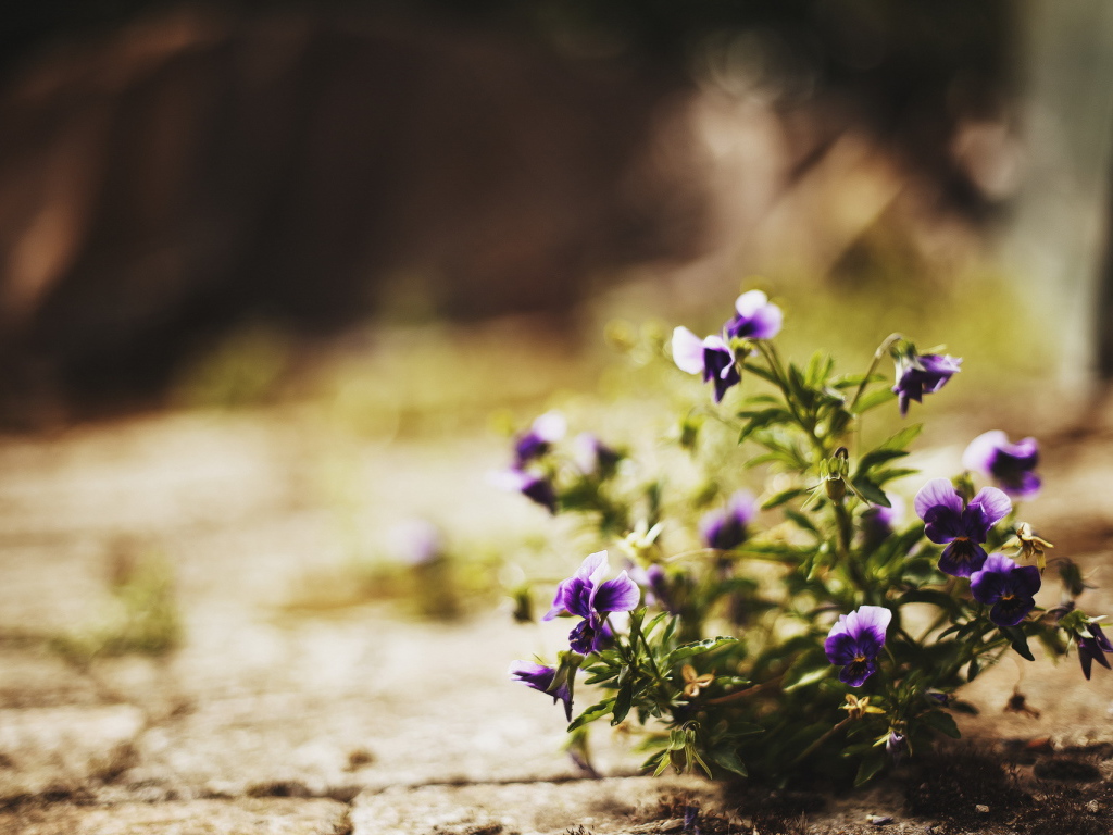 Цветы в городе