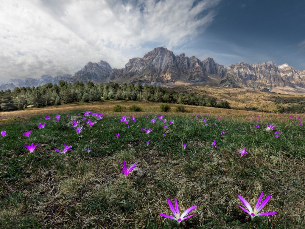 Цветы в горах