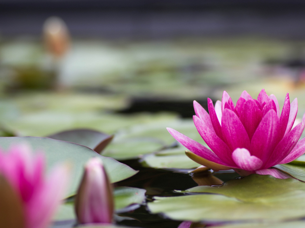 Большая розовая лилия