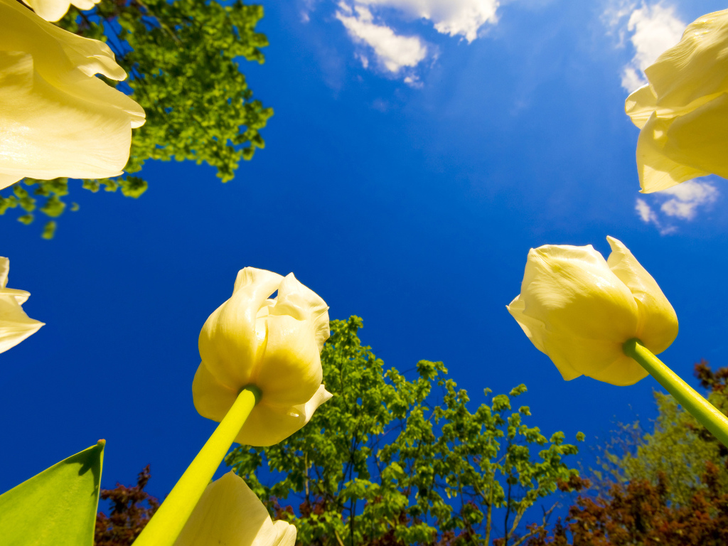 Взгляд на тюльпаны снизу