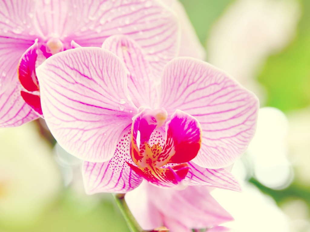 Розовые орхидеи