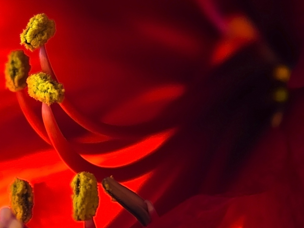 Пестики красного цветка