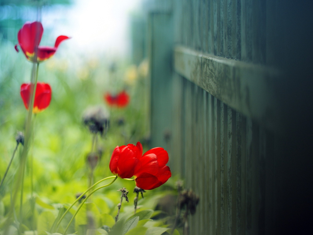 Маки цветут у забора