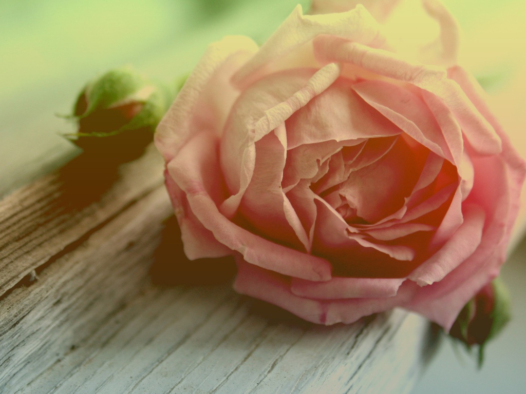 Роза и бутоны на доске