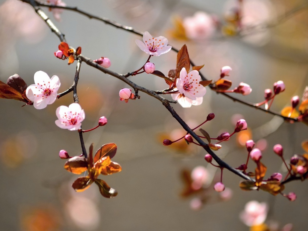 Ветка вишневого дерева