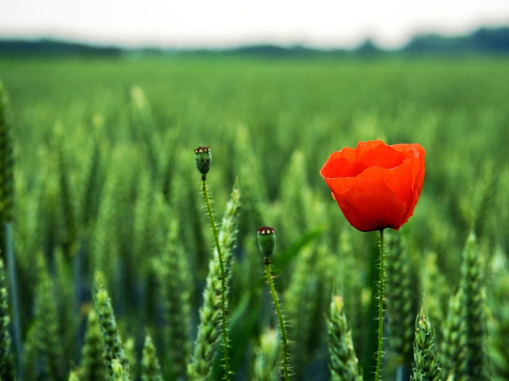 Мак на поле