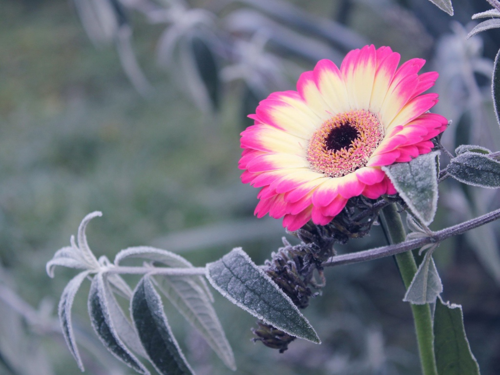 Бело-розовый цветок