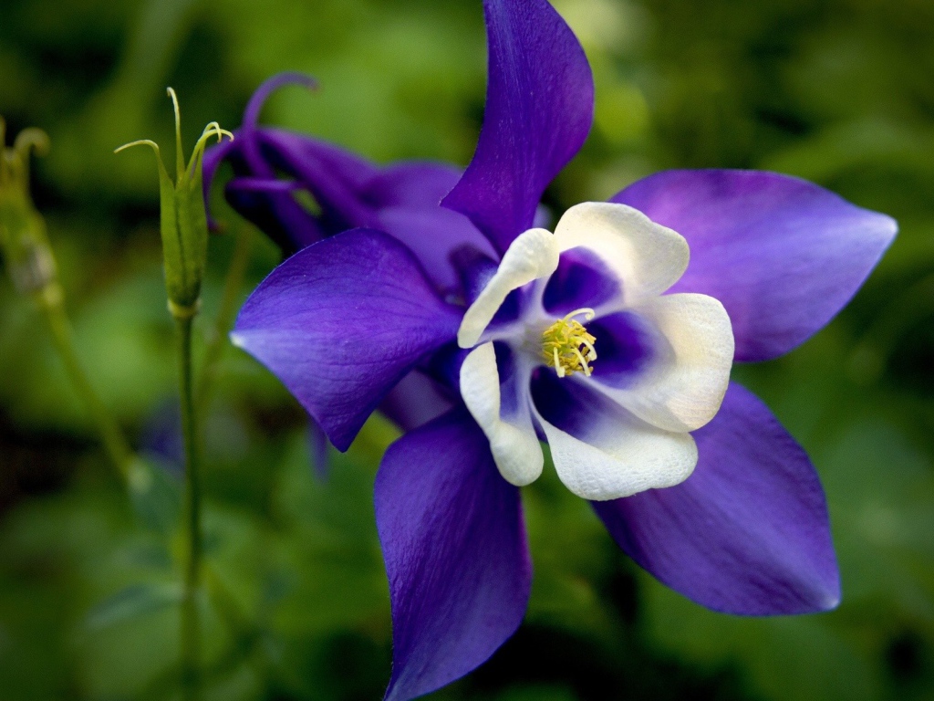 Бело синий цветок