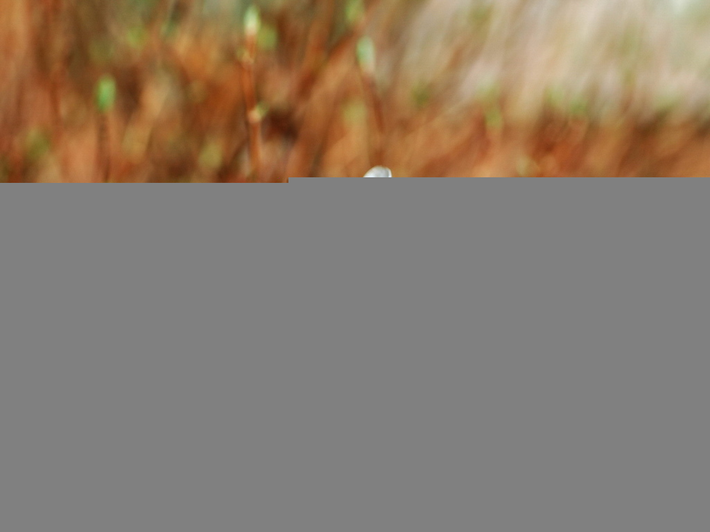 Завядший цветок