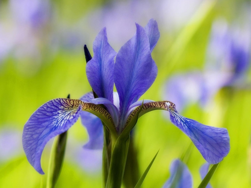 Ирис только распустился