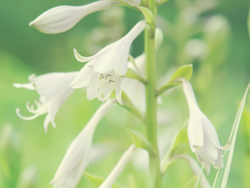 Белые колокольчики