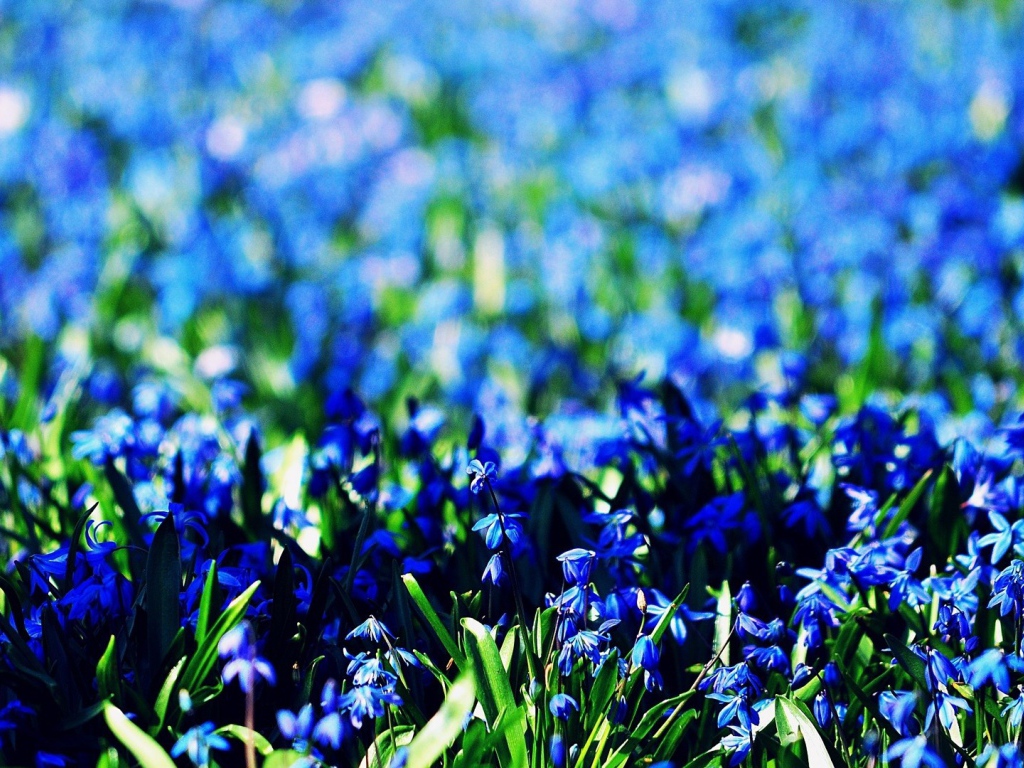 Васильковое море