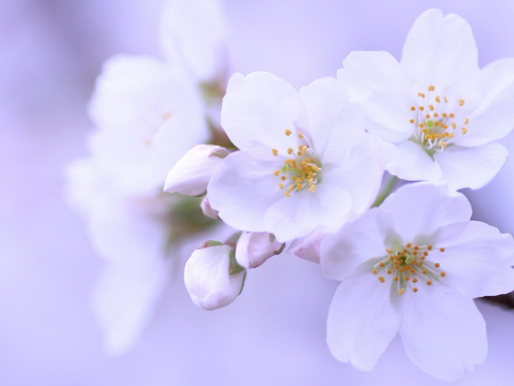 Яблоневый цвет