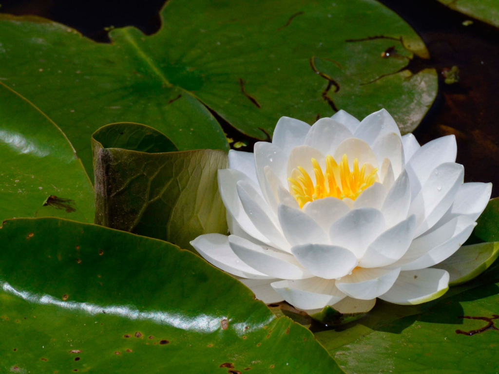 Цветок нимфея