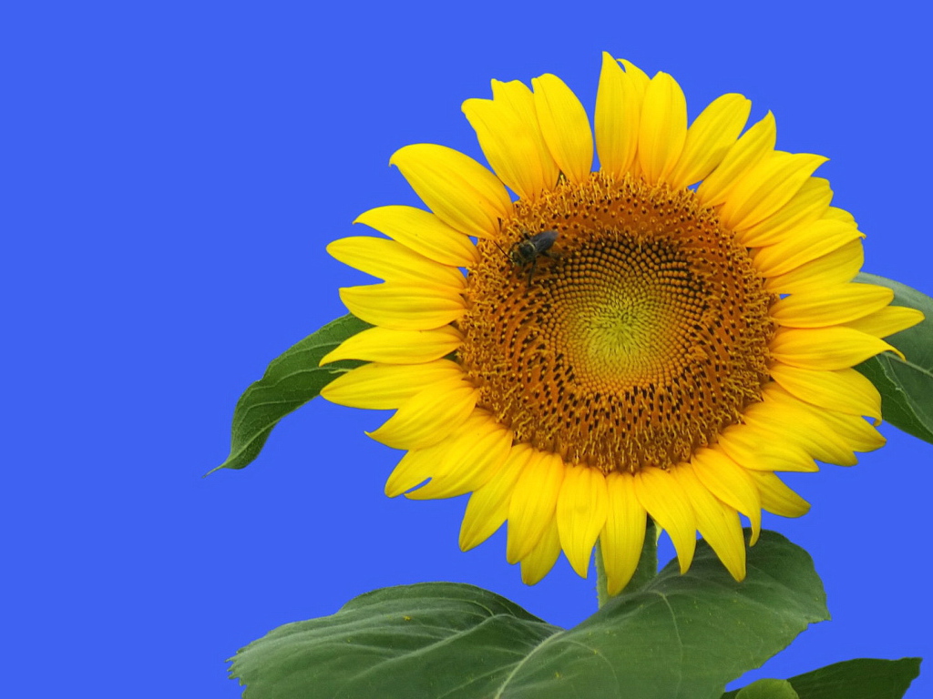 Цветочек подсолнуха