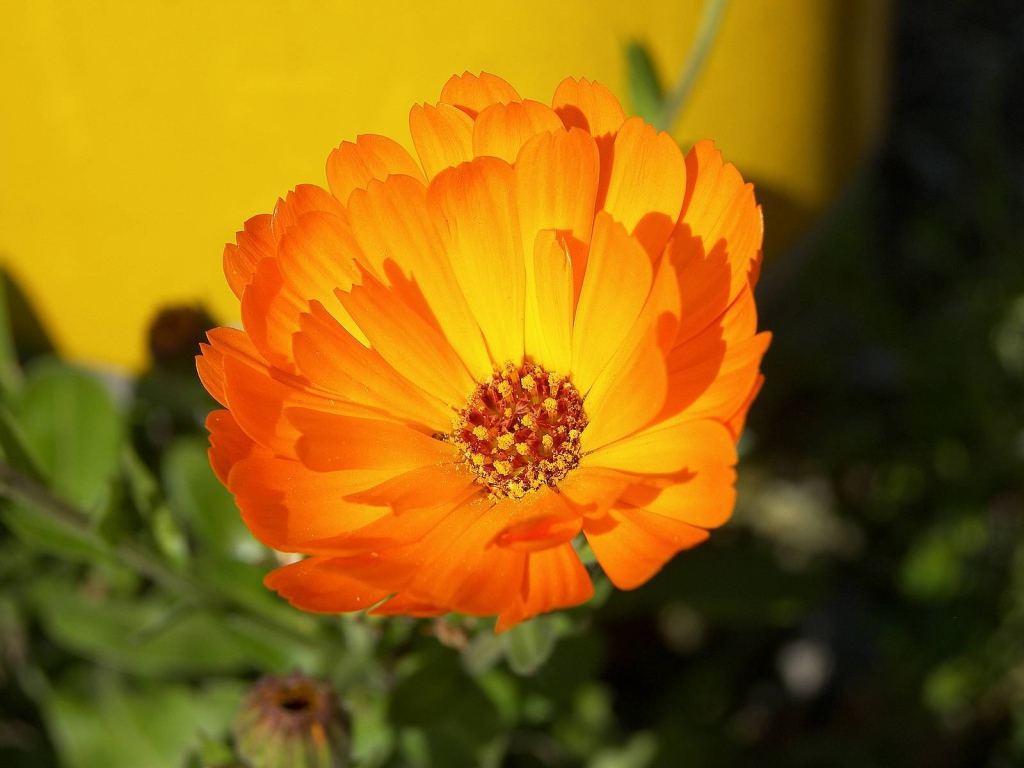 В саду красивые цветы календула