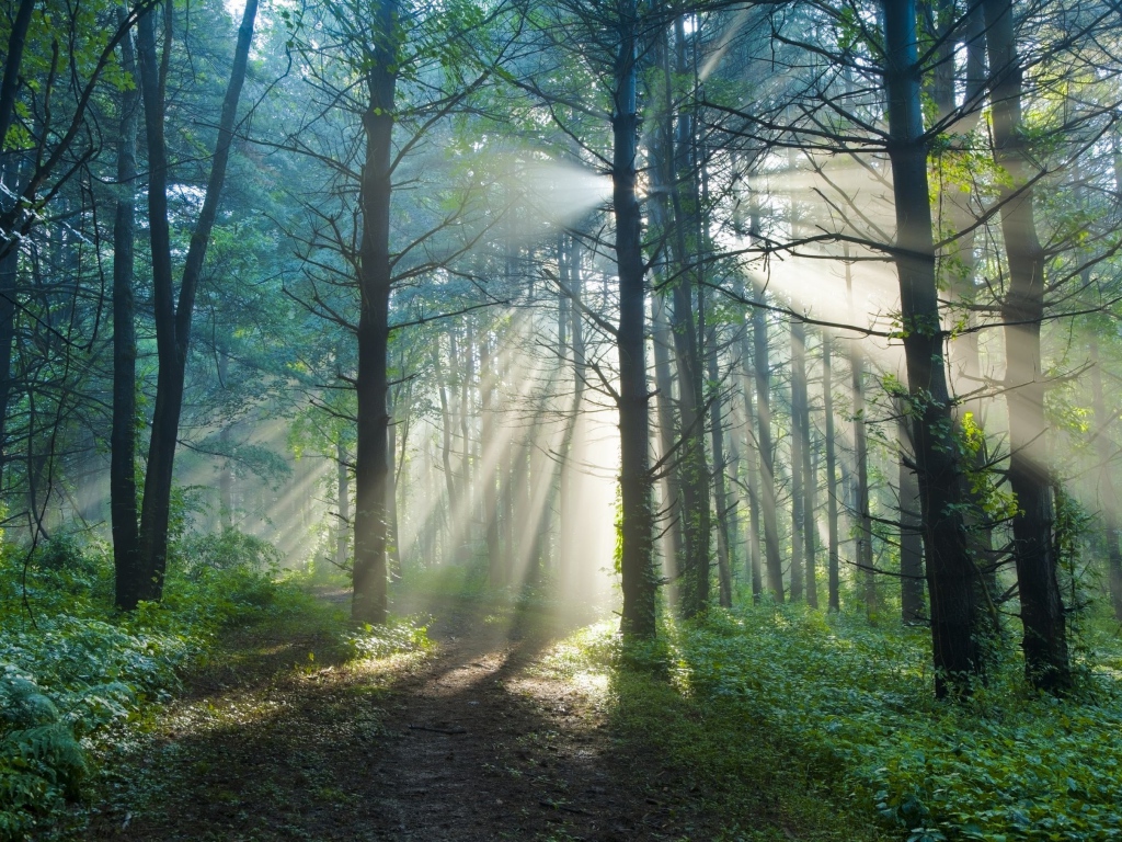 Тропинка в солнечном лесу